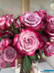 Róże Deep Purple_Wystawa Royal Rose 2024_Warszawa_fot. A-Cecot