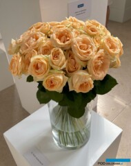 Róże Peach Avalanche_Sigma_Wystawa Royal Rose 2024_Warszawa_fot. A-Cecot