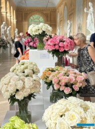 Wystawa Royal Rose 2024 w Starej Oranżerii-Lazienki-Krolewskie_ponad 60 odmian róż_65 lecie SITO_fot. A-Cecot