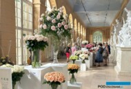 Wystawa Royal Rose 2024 w Starej Oranżerii-Lazienki-Krolewskie_ponad 60 odmian róż_65 lecie SITO_fot. A-Cecot