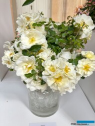 Róża Iwona_Wystawa Royal Rose 2024_Warszawa_fot. A-Cecot