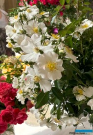 Róża 'Winter is Coming' (syn. Pegasus) - odmiana rabatowa_hodowli Łukasza Rojewskiego_Wystawa Royal Rose 2024_Warszawa_fot. A-Cecot