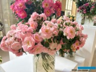 Pachnące róże ogrodowe hodowli Łukasza Rojewskiego (na 1. planie 'Miss Granger')_Wystawa Royal Rose 2024_Warszawa_fot. A-Cecot