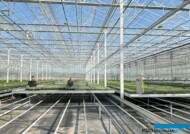 Na początku września w Plantpolu w uprawie jest m.in. lawenda - w paletach wielodoniczkowych_Zaborze 2024_nowa szklarnia_fot. A-Cecot