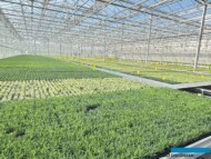 lawenda_w paletach wielodoniczkowych-polprodukt_Plantpol-Zaborze_09-2024_m_fot. A-Cecot