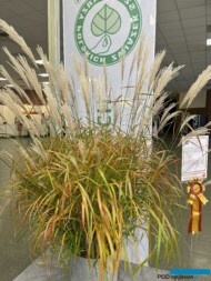 Wyróżniony jednym z dwóch złotych medali Konkursu Roślinnych Nowości 2024 - Miscanthus sinensis ‘Lady in Red’_Zielen to Zycie 2024_m_fot. A-Cecot