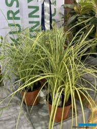 Carex nigra BALAYAGE - nowość wyróżniona jednym z trzech srebrnych medali Konkursu Roślinnych Nowości 2024_Zieleń-to-Życie 2024_fot. A-Cecot
