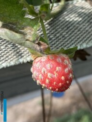 Grzybnia mączniaka prawdziwego na owocach truskawki (fot. A. Mitoraj)