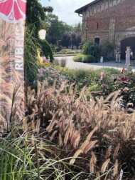 Pennisetum ×advena ‘Rubens’ - nowość wśród ozdobnych traw, nieodporna jednak na mróz (fot. Vitroflora)