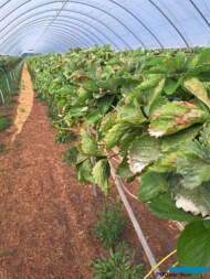 Mączniak prawdziwy - objawy na liściach truskawki (fot. A. Mitoraj)