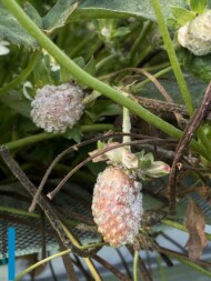 Objawy mączniaka prawdziwego na owocach truskawki (fot. A. Mitoraj)