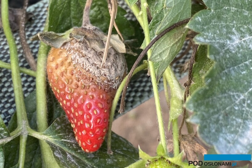 Szara pleśń na owocach truskawki (fot. A. Mitoraj)