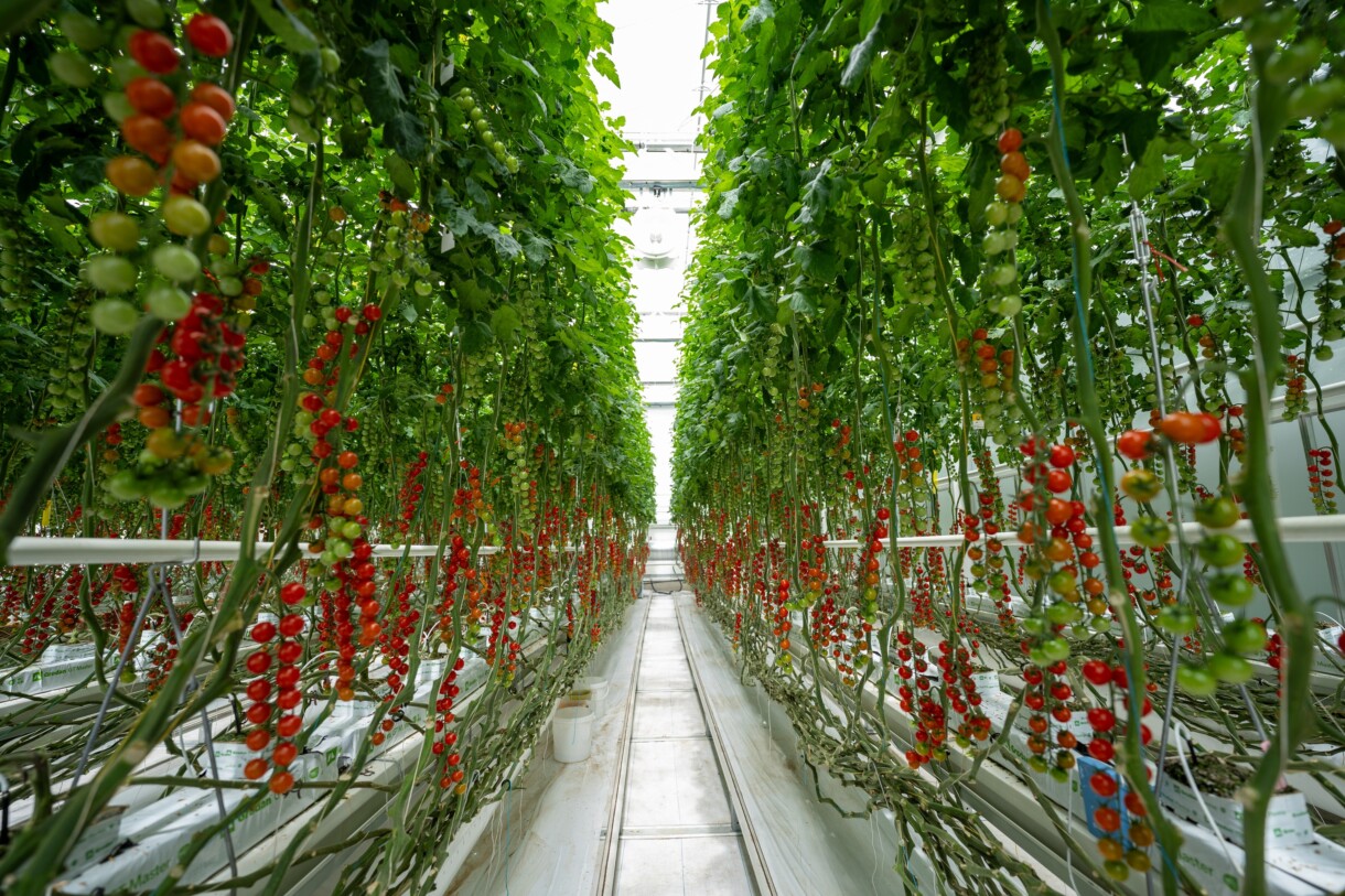 Produkcja pomidora w obiekcie w Holandii (fot. Grodan)