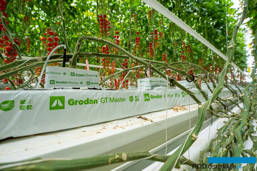 Produkcja pomidora w obiekcie w Holandii (fot. Grodan)