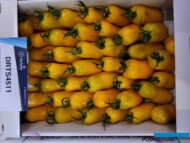 Nowa odmiana typu San Marzano, o żółtych owocach - "numer" DRTS4511, AW