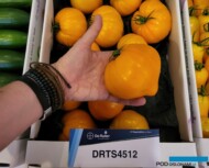 Nowość - żółty pomidor pod nuemrem DRTS4512, AW