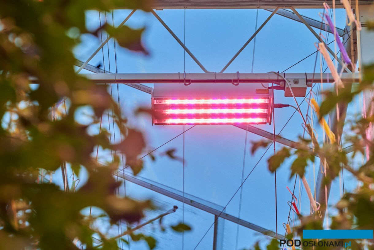  Doświetlanie w uprawie pomidorów - LED , Signify