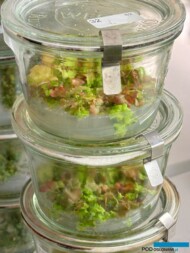 fitotron laboratorium firmy InFlora_Żurawki (Heuchera) w kulturach in vitro_fot. A-Cecot