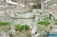 fitotron laboratorium firmy InFlora_Bergenia w kulturach in vitro_fot. A-Cecot