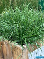 sesleria ‘Greenlee_Gernée-trawy ozdobne_GrootGroenPlus 2024_fot. A-Cecot