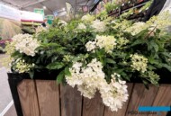 Hydrangea paniculata Groundbreaker® Blush ze stoiska firmy Hoogenraad Handelskwekerijen _GrootGroenPlus 2024_fot. A-Cecot