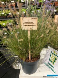 Pennisetum alopecuroides ‘Tiny Twinkler’_Hoogenraad Handelskwekerijen _GrootGroenPlus 2024_fot. A-Cecot