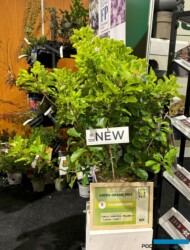 Cotinus coggygria ‘Mincolem’ LEMON LADY_GreenGrandPrix-A_GrootGroenPlus 2024_fot. A-Cecot