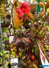 Campsis ×tagliabuena EBONY RED_GrootGroenPlus 2024_fot. A-Cecot