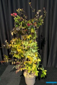 Campsis ×tagliabuena EBONY RED_GreenGrandPrix-A_GrootGroenPlus 2024_fot. A-Cecot