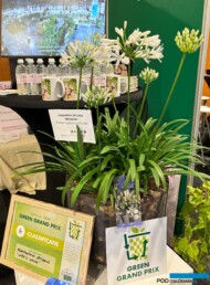 Agapanthus africanus ‘Willy’s White_GreenGrandPrix-A_GrootGroenPlus 2024_fot. A-Cecot