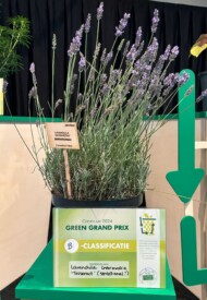 Lavandula ×intermedia SENSATIONAL!_GreenGrandPrix-B_GrootGroenPlus 2024_fot. A-Cecot