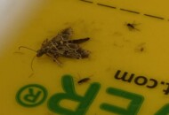 Pułapki do odłowu motyli Duponchelia fovealis wraz ze szkodnikiem na podłodze lepowej (fot. D. Łabanowska-Bury)