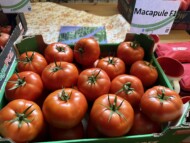 Pomidor Macapule - HREZ (fot. DŁB)