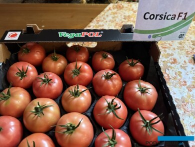 Pomidor Corsica - HREZ (fot. DŁB)