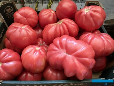 Pomidor Mamipink (fot. DŁB)