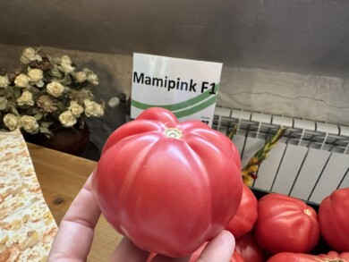 Pomidor Mamipink (fot. DŁB)