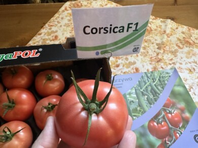 Pomidor Corsica - HREZ (fot. DŁB)