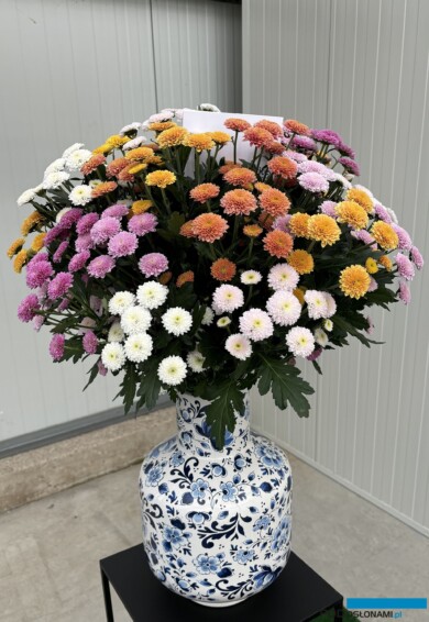 chryzantemy_Odmiany Santini z grupy Miller _firma Floritec_FlowerTrials 2024_fot. A-Cecot