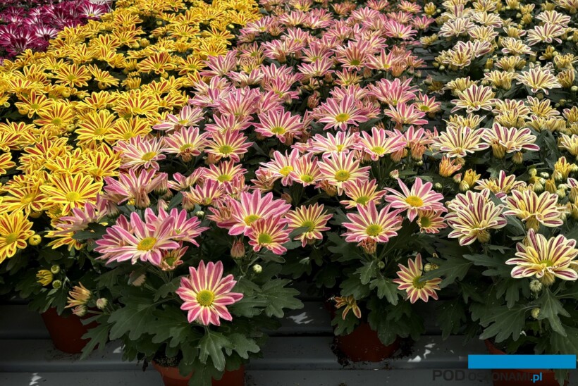 Doniczkowe Chryzantemy Średniokwiatowe_nowe kreacje hodowlane firmy Floritec_numery_FlowerTrials 2024_O_fot. A-Cecot