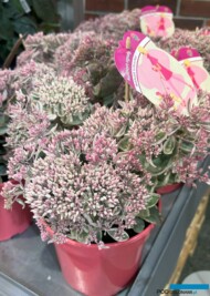 Rozchodnik wielki (Sedum telephium) LA VIE EN ROSE_Konkursu Roślinnych Nowości Zieleń to Życie 2024_fot. A-Cecot