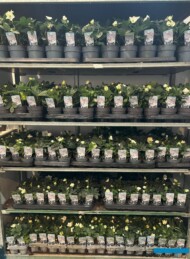 Ciemiernik Christmas Carol_bylina wyprodukowana w doniczkach_początek września_Syngenta Flowers_Zielen to Zycie 2024_fot. A-Cecot