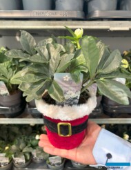 Ciemiernik Christmas Carol jako typowy produkt do sprzedaży w okresie bożonarodzeniowym_Syngenta Flowers_Zielen to Zycie 2024_fot. A-Cecot