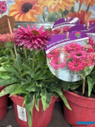 Echinacea SunSeekers ‘Sweet Fuchsia’ _gospodarstwo PANEK_Zieleń to Życie 2024_fot. A-Cecot