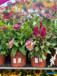 Zestawy „Kwitnące ogrody – bukiet dla Ciebie”_gospodarstwo PANEK_Zieleń to Życie 2024_fot. A-Cecot