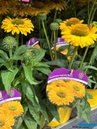 Echinacea SunSeekers 'Golden Sun'_gospodarstwo PANEK_Zieleń to Życie 2024_fot. A-Cecot