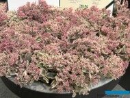 Rozchodnik wielki (Sedum telephium) LA VIE EN ROSE_gospodarstwo PANEK_Zieleń to Życie 2024_fot. A-Cecot