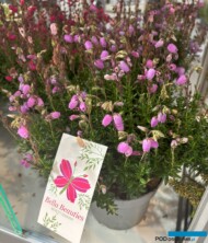 Daboecia cantabrica - jedna z odmian z grupy Bella Beauties_Edens Plants & Creations_Zieleń to Życie 2024_fot. A-Cecot