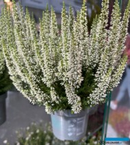 Wrzos pospolity First Ladies White_Edens Plants & Creations_Zieleń to Życie 2024_fot. A-Cecot