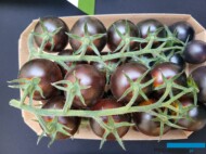 Pomidor Yoom - koktajlowa odmiana o ciemnych owocach, laureatka nagrody za innowacyjność targów Fruit Logistica (fot. AW)
