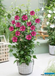 Hibiscus syriacus FLOWER TOWER RUBY_GreenGrandPrix-B_GrootGroenPlus 2024_fot. GGP